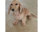 Dachshund Puppy for sale in Ava, MO, USA