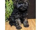 Maltipoo Puppy for sale in Denton, TX, USA