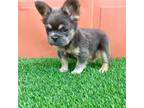 French bulldog fluffy