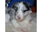 Border Collie Puppy for sale in Benson, AZ, USA