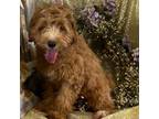 AUSTIN Male F1B CavaPoo