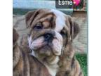 Bulldog Puppy for sale in Gainesville, TX, USA