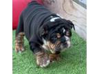 Bulldog Puppy for sale in Gainesville, TX, USA