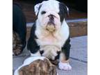 Bulldog Puppy for sale in Gainesville, TX, USA