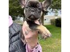 French Bulldog Puppy for sale in Westerly, RI, USA