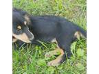 Dachshund Puppy for sale in Ava, MO, USA