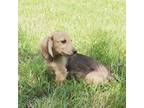 Dachshund Puppy for sale in Ava, MO, USA