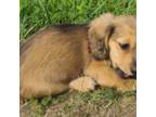 Dachshund Puppy for sale in Ava, MO, USA