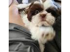 Shih Tzu Puppy for sale in Hesperia, CA, USA