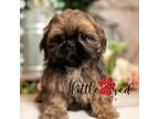 Shih Tzu Puppy for sale in Vernal, UT, USA