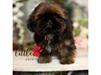 Shih Tzu Puppy for sale in Vernal, UT, USA