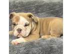 Bulldog Puppy for sale in Henrico, VA, USA