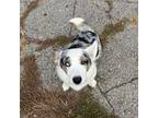 Cardigan Welsh Corgi Puppy for sale in Fennimore, WI, USA