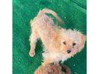 Cavapoo Puppy for sale in Woodbury, MN, USA