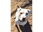 Adopt Rosa a Pit Bull Terrier