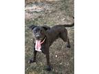 Adopt Layla a Pit Bull Terrier