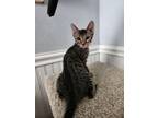 Adopt Brin a Tabby, Domestic Short Hair