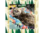 Adopt Valerie a Dilute Calico