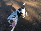 Adopt Freckles a German Shorthaired Pointer, Dalmatian