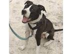 Adopt 6539 Lil Biggun a Pit Bull Terrier