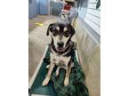 Adopt Ripley a Mixed Breed