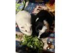 Adopt Snowball and Oreo a Short-Haired, Guinea Pig