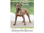 Adopt Bonzai a Pit Bull Terrier, Mountain Cur