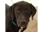 Adopt David a Labrador Retriever