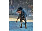 Adopt Pierogi a Rottweiler