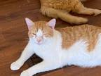 Adopt Sherbert a Domestic Short Hair