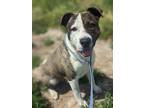 Adopt High Lo: RIDGE DOG GRADUATE a Pit Bull Terrier