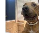 Adopt Piggy a Pit Bull Terrier