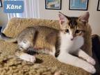 Adopt Kane (God of life and light) a Domestic Short Hair