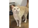 Adopt Kyle a Domestic Short Hair