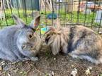 Adopt Frankie and koala a Lop Eared