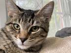 Adopt Chowder a Domestic Short Hair