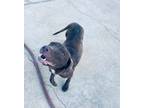 Adopt Rollo a Chocolate Labrador Retriever