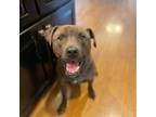 Adopt Jake (Handsome Cali Boy) a Pit Bull Terrier