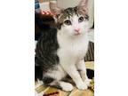 Adopt Sweets a Domestic Short Hair