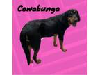 Adopt Cowabunga a Bloodhound