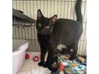 Adopt Clooney a Domestic Short Hair