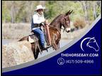 Gaited Bay Molly Mule - Available on [url removed]