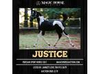 Danatellos Justice Tmf~Flashy*Athletic*Good Minded Friesian Sporthorse Colt