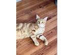 Adopt Peach a Tabby, Domestic Short Hair