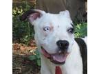 Adopt New York Strip a American Staffordshire Terrier