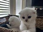 Scottish Folds Litter Of 4