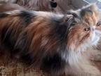 Cfa Calico Persian Kitten