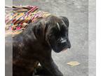 Boxer PUPPY FOR SALE ADN-761886 - German Boxer Puppies