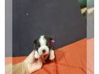Boston Terrier PUPPY FOR SALE ADN-761902 - Akc registered boston terrier pups