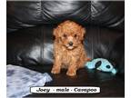 Cavapoo-Poodle (Miniature) Mix PUPPY FOR SALE ADN-761807 - Fluffy Cavapoo puppy